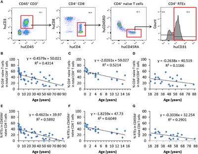 Human Thymic Involution and Aging in Humanized Mice